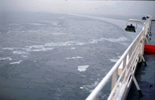 Rams-2.gif (25747 Byte)